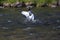 Seagull hunting in a river