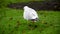 Seagull hunting worms by trampling the green wet grass so worms get out to the surface