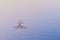 A seagull hunts for fish in the Amur River. Calm water surface in the early morning