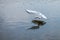 The seagull hunts fish in the lake