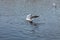 The seagull hunts fish in the lake