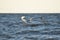 Seagull hunts for fish over the Baltic sea waters on sunny summer day