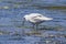 Seagull  hunts for food in the water