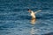 Seagull hunts for prey on the surface of the sea.