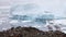 Seagull with iceberg background