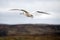 Seagull on the Isle of Lewis and Harris, Scotland