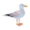 Seagull isolated icon