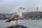 The seagull Istanbul