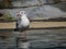 A seagull with its paws in the water watching the fish