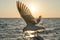 A seagull with its wing fully spread out