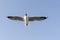 A seagull with its wing fully spread out in the sky