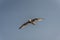 A seagull with its wing fully spread out in the sky