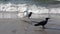 Seagull and a jackdaw with a garfish on the beach