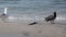 Seagull and a jackdaw with a garfish on the beach