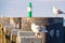 Seagull on the jetty at the Baltic Sea by the sea. Lighthouse in the background