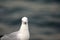 Seagull on Jetty, Busselton, Western Australia