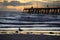 Seagull, Jetty, Sunset