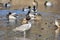 Seagull keeping a golf ball and resting in the shallows.