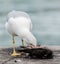 Seagull killing a pigeon