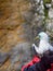 Seagull (Kittiwake, Rissa tridactyla) in hands of ornithologist