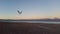 Seagull lake bird flight desert blue sky