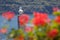 Seagull. Lake Como, Italy