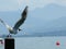 Seagull with lake of zurich and alps