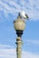 Seagull on a lamp