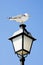 Seagull on lamp.