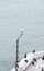 Seagull on a lamppost of San Francisco bay