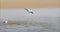 Seagull landing on the beach in slow motion