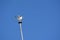 Seagull landing on an illumination pole - Variation