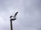 Seagull landing on lamp post