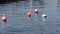 Seagull Landing On Mooring Buoy And Standing