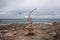 Seagull landing over stone mounds in the south coast of the island of majorca