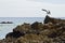 Seagull landing on a rock