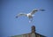 Seagull landing on a roof.