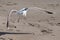 Seagull landing on a sandy beach