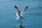 Seagull Landing with Water Reflections.