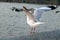 Seagull lands on a concrete railing at pier over the sea.