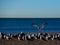 A seagull lands among a flock of gulls