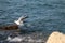 Seagull lands on a rock