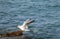 Seagull lands on a rock