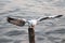 Seagull lands on a wooden stake in the sea.