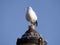 Seagull on lantern.