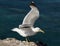 Seagull in Lanzarote