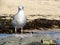 Seagull Lari Laridae at The Sun