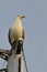 Seagull of laridae family sitting on top of mast of modern luxury yacht looking right