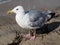 Seagull Larinae bird