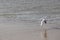 A seagull (larum) flies close to the sand of a beach with the waterline of the North sea